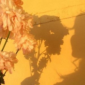 Meet your Posher, Liz